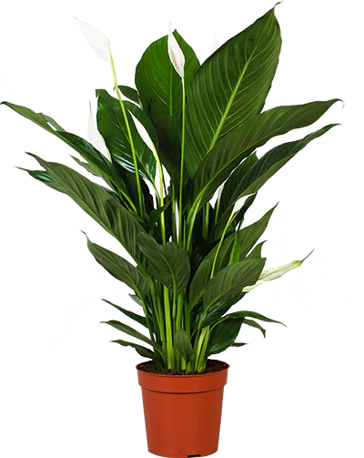 Spathiphyllum lauretta (Einblatt) (M)