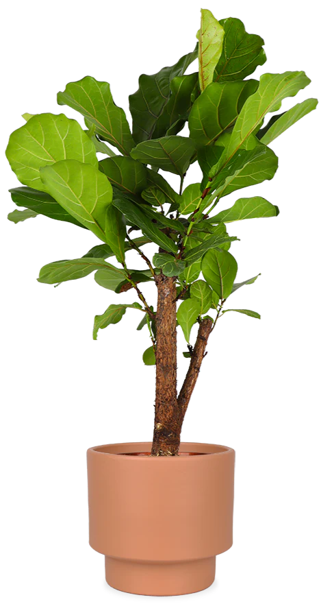 Ficus lyrata verzweigter Stamm (Geigenfeige) (L)