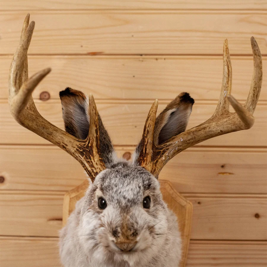 Jackalope - The Legendary Hare With Antlers