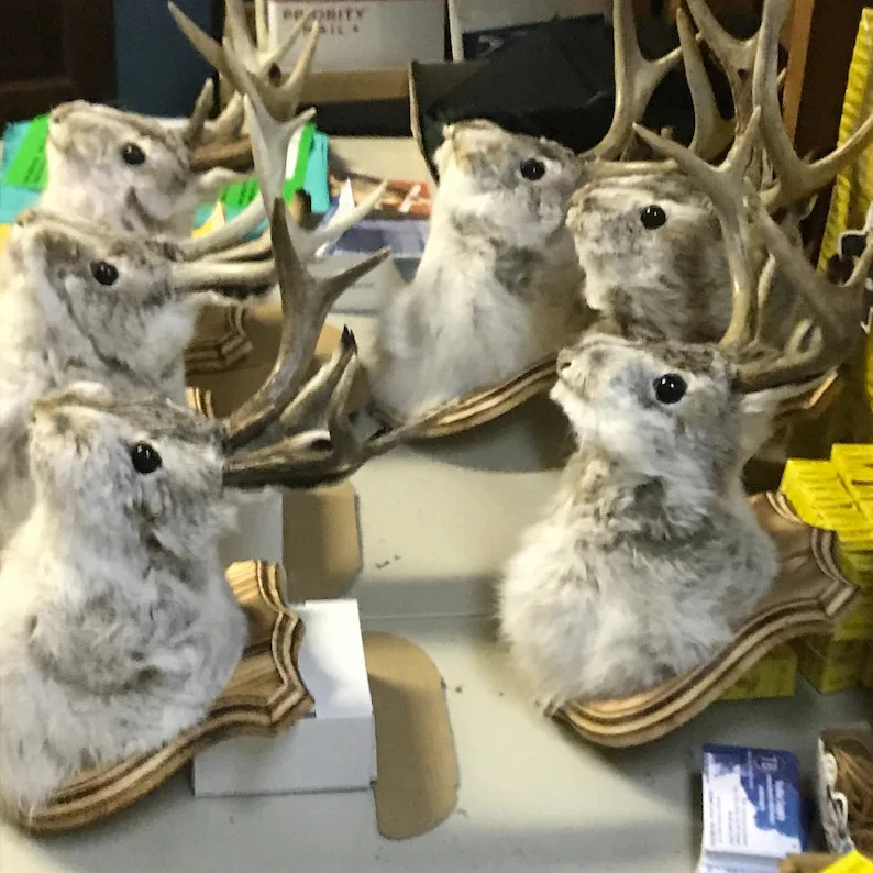 Jackalope - The Legendary Hare With Antlers