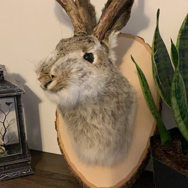 Jackalope - The Legendary Hare With Antlers