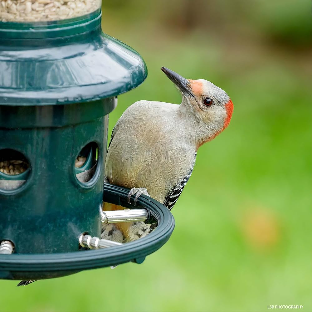 : Squirrel Buster Plus Squirrel-proof Bird Feeder w/Cardinal Ring and 6 Feeding Ports, 5.1-pound Seed Capacity, Adjustable, Pole-mountable (POLE ADAPTOR SOLD SEPARATELY), Green : Patio, Lawn & Garden
