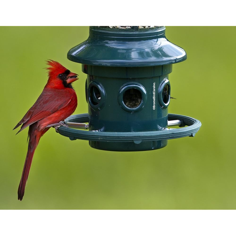 : Squirrel Buster Plus Squirrel-proof Bird Feeder w/Cardinal Ring and 6 Feeding Ports, 5.1-pound Seed Capacity, Adjustable, Pole-mountable (POLE ADAPTOR SOLD SEPARATELY), Green : Patio, Lawn & Garden