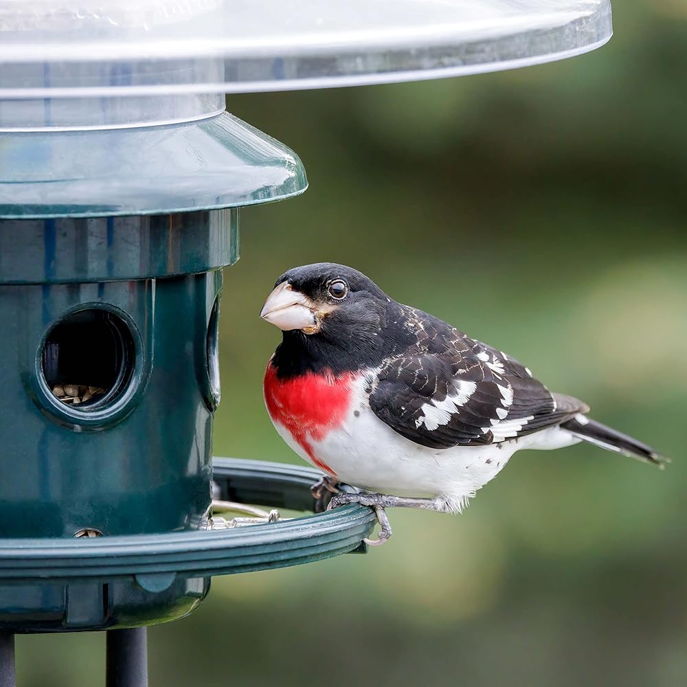 : Squirrel Buster Plus Squirrel-proof Bird Feeder w/Cardinal Ring and 6 Feeding Ports, 5.1-pound Seed Capacity, Adjustable, Pole-mountable (POLE ADAPTOR SOLD SEPARATELY), Green : Patio, Lawn & Garden