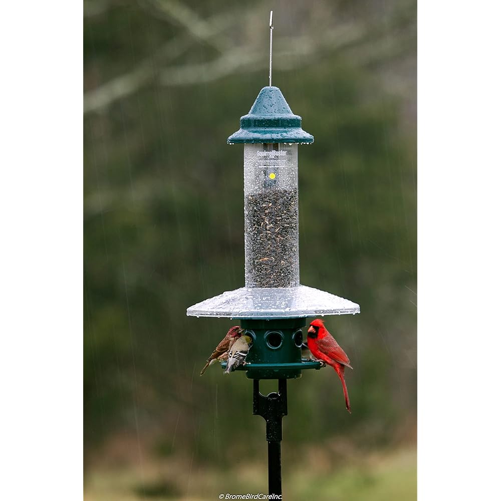 : Squirrel Buster Plus Squirrel-proof Bird Feeder w/Cardinal Ring and 6 Feeding Ports, 5.1-pound Seed Capacity, Adjustable, Pole-mountable (POLE ADAPTOR SOLD SEPARATELY), Green : Patio, Lawn & Garden