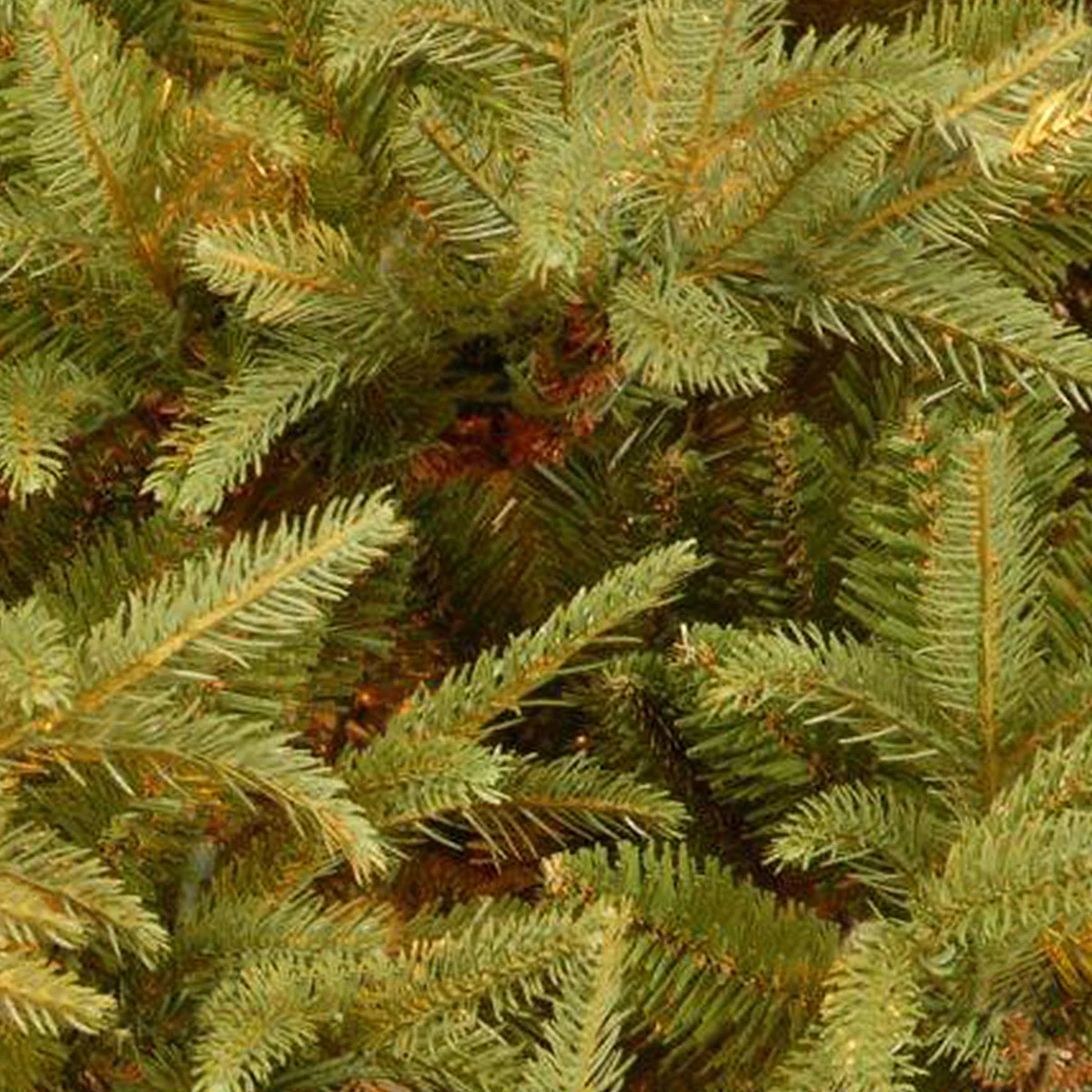 7.5 ft. Frasier Grande Tree